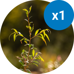 $10 helps to plant 1 seedling