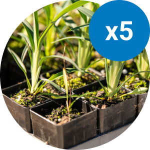 $50 helps to plant 5 seedlings