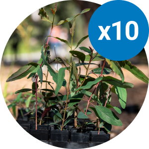 $100 helps to plant 10 seedlings