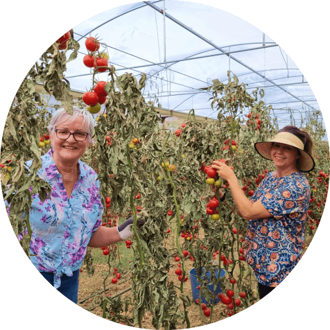 Two people picking tomatoes