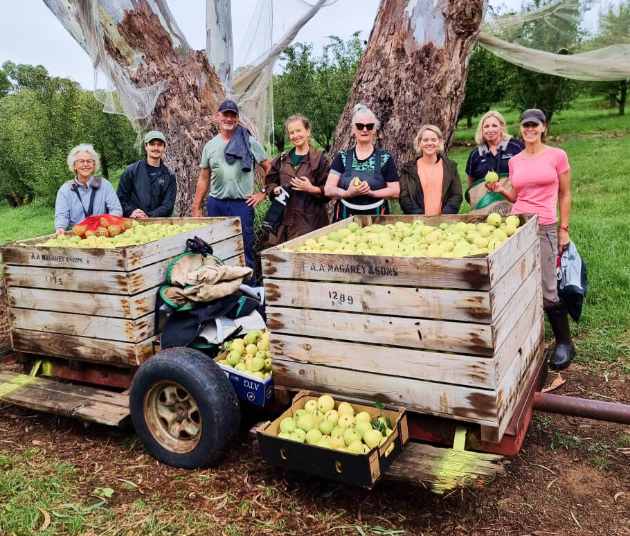 Fruit Share Adelaide volunteers picking fruit